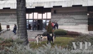 Помияри си спретнаха оргия пред сградата на община Дупница! 3