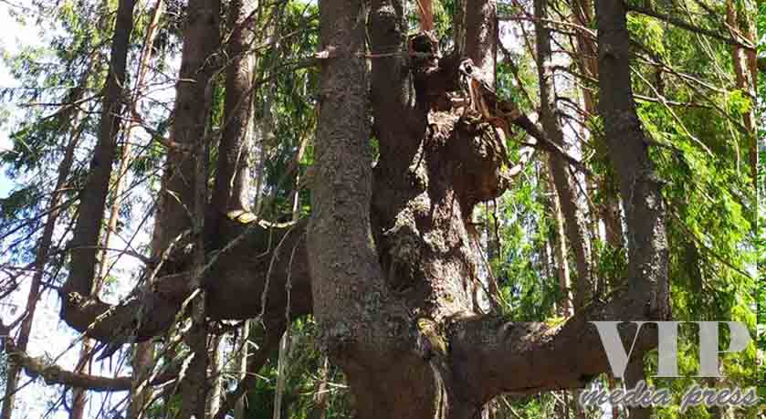 Обявиха за защитени две забележителни дървета в Смолян