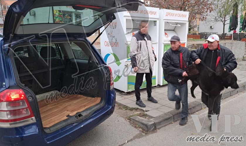 Бездомно куче нахапа внукът на популярен благоевградски безнесмен!