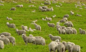 Агне Овце