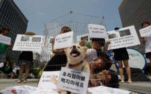 В Южна Корея ще забрани яденето на кучета